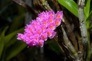 flor rosada de la orquídea del cepillo de dientes foto