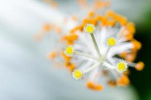 Carpel of the white Hibiscus flowers photo