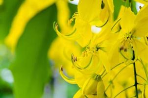 cerrar purgando cassia o ratchaphruek flores cassis fístula foto