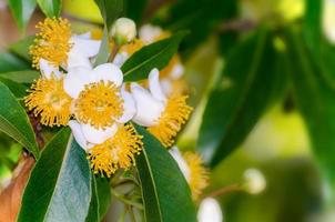 White flowers of Calophyllum inophyllum photo