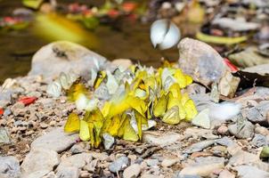 gran grupo de mariposas alimentándose en el suelo. foto