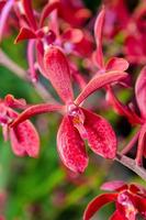 Close-up red orchid flowers photo