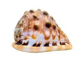 Shell of Cypraecassis Rufa or Bullmouth Helmet photo