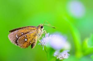 castaño bob o lambrix salsala, cerrar pequeña mariposa marrón foto