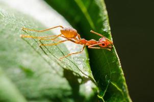 hormigas tejedoras o hormigas verdes oecophylla smaragdina