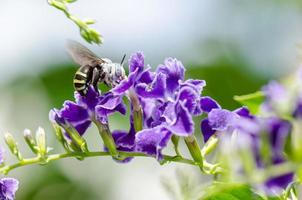 abeja excavadora de bandas blancas amegilla quadrifasciata foto