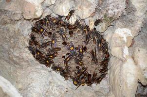 nido de avispón bandeado menor vespa affinis