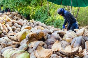 granjero cortando cáscara de coco foto