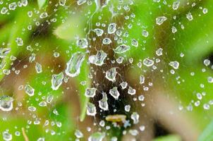 Dew drops on spider web in grass photo