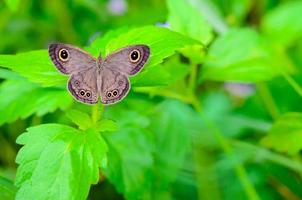 Ypthima baldus baldus or Common Five Ring butterfly photo