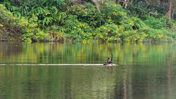 el cisne negro y su compañero están nadando en el lago foto