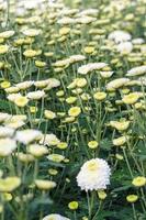 White Chrysanthemum Morifolium flowers garden photo