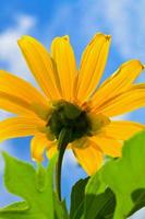 Close up Mexican Sunflower Weed, Flowers are bright yellow photo