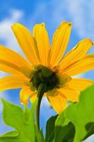 cerrar la hierba de girasol mexicana, las flores son de color amarillo brillante foto