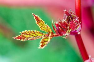 Closeup green red on leaf and fruit photo