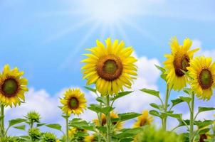 Sunflower or Helianthus Annuus on sky background photo