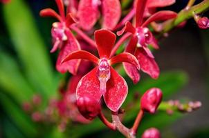 Close-up red orchid flowers photo