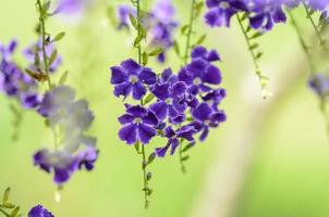 Golden Dew Drop or Sky Flower Duranta erecta photo