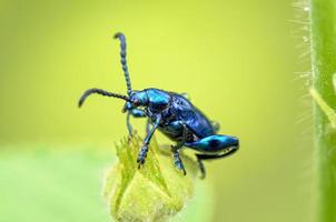 escarabajo crisolina coerulans foto