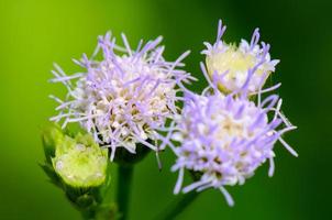 flores de maleza macho cabrío ageratum conyzoides foto