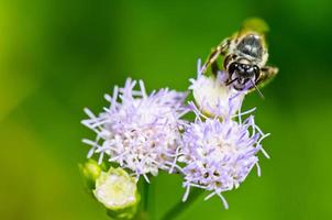 Small bees looking for nectar photo