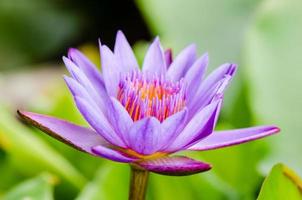 flor de loto morada nymphaea nouchali foto