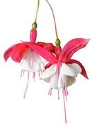 Lady's Eardrops, Fuchsia flowers isolated on white photo