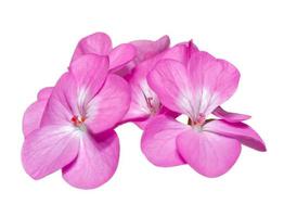 Pink Geranium flower on isolated white background photo