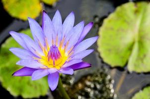 flor de loto morada, nymphaea nouchali foto