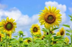 Sunflower or Helianthus Annuus on sky background photo