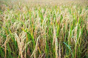 Close up ear of rice in paddy field photo