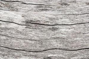 textura de madera para el fondo de la naturaleza
