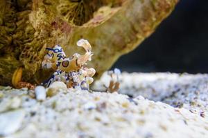 Harlequin shrimp or Hymenocera picta photo