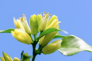 flores blancas de murraya paniculata foto