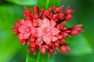 flor roja de jazmín de las Indias Occidentales, ixora chinensis lamk foto