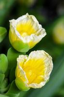 Yellow flower of Limnocharis flava photo