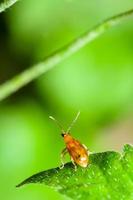 escarabajo de la hoja de cucurbitáceas o aulacophora indica foto