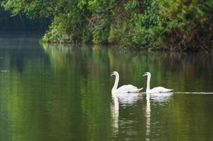 White swan and its mate are swimming in the lake photo