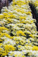 Chrysanthemum Morifolium flowers garden photo