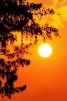 silueta del árbol y el sol en un amarillo anaranjado claro al atardecer foto