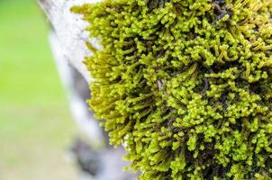 Close up moss on the tree photo
