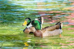 pato mallard o anas platyrhynchos, el pato salvaje fue introducido como mascota es un colorido con cabeza verde flotando alegremente en la superficie del agua clara. foto