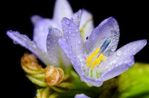 Purple flowers of Monochoria hastata Solms photo