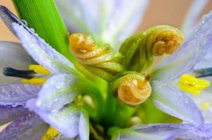 Buds purple flower of Monochoria hastata Solms photo