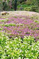 Wishbone Flower garden, Torenia Fournieri Lindl photo