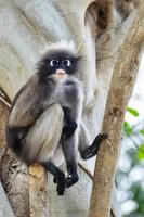 Dusky leaf monkey or Trachypithecus obscurus on tree photo