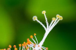 White carpel of the Hibiscus flowers photo