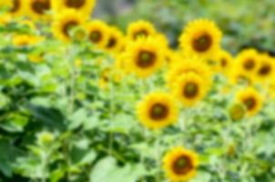 Blur background of the Sunflower photo