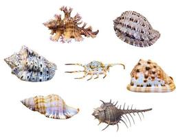 concha de grupo de caracol de mar foto