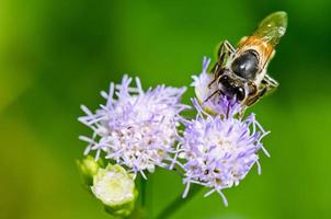 Small bees looking for nectar photo